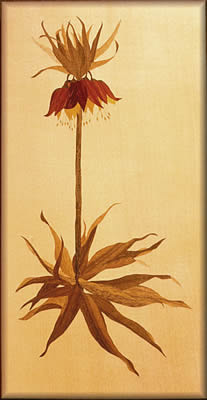 Fritillaria Imperialis